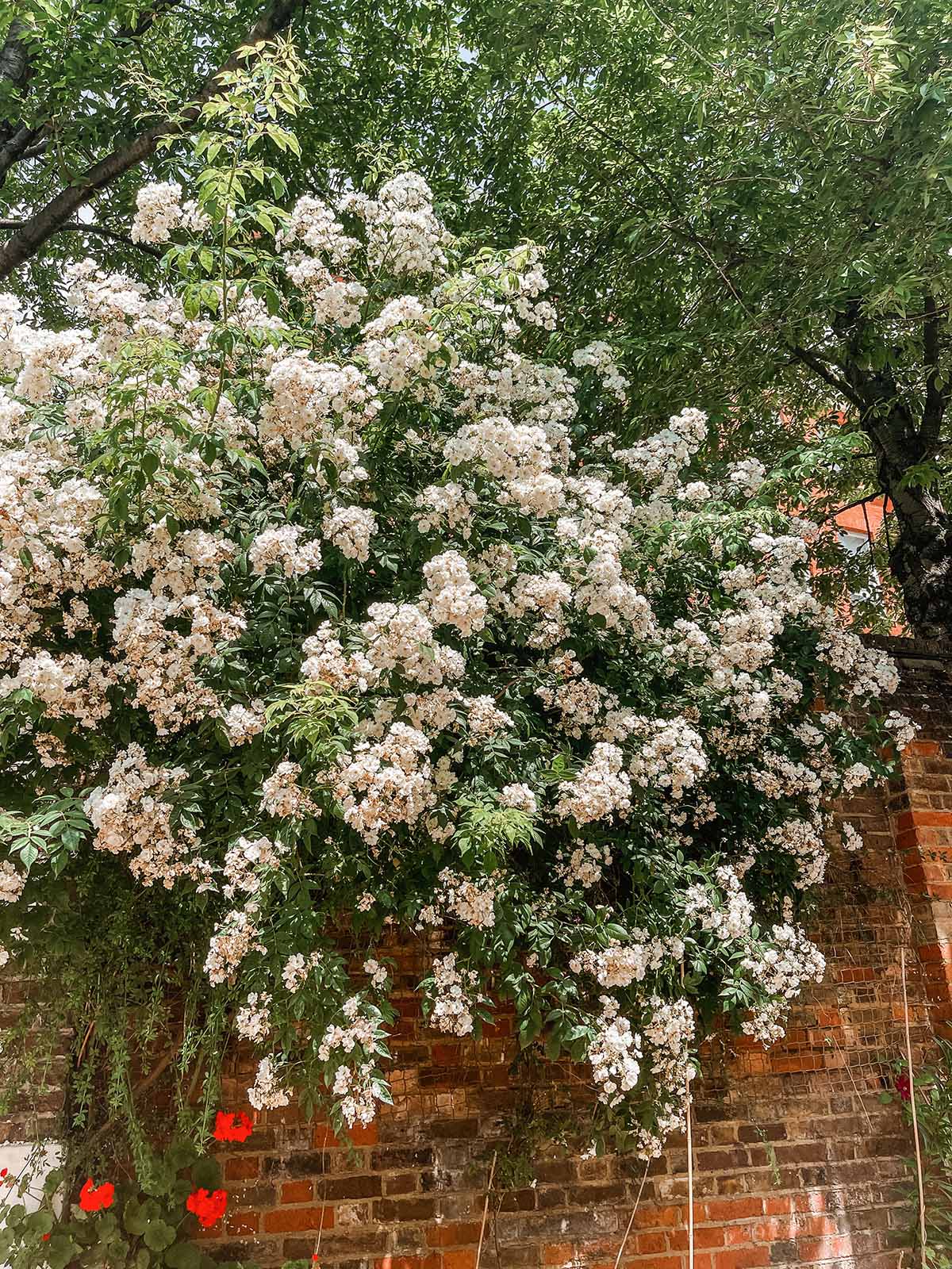 birthday trip london photo diary kensington streets