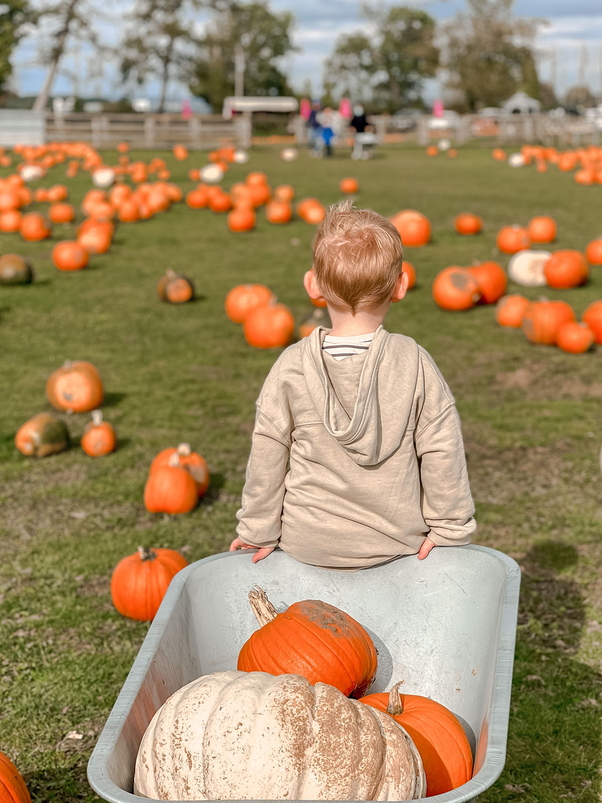 pumpkin field picking family halloween weekend
