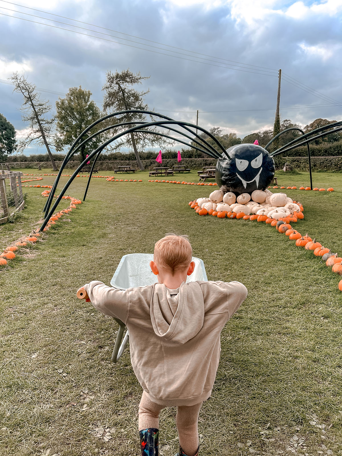 pumpkin field picking family halloween weekend