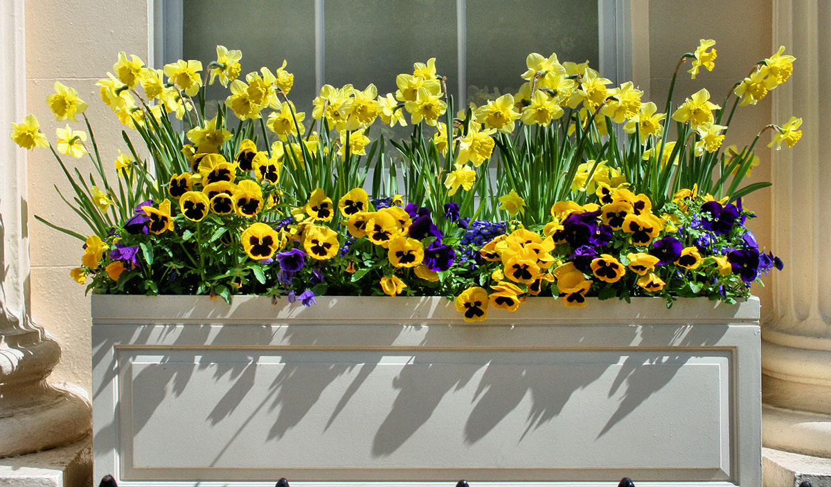 Choosing the Right Flower Window Box for Your Home.